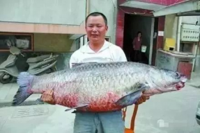 青鱼视频国产,青鱼视频引领国产短视频新潮流