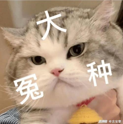 娱乐吃瓜君罗小猫,娱乐吃瓜界的“猫界网红”