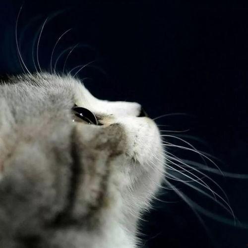 娱乐吃瓜酱29岁猫咪