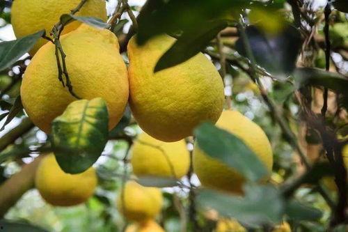 柚子娱乐吃瓜,揭秘娱乐圈最新吃瓜事件,带你领略明星幕后故事